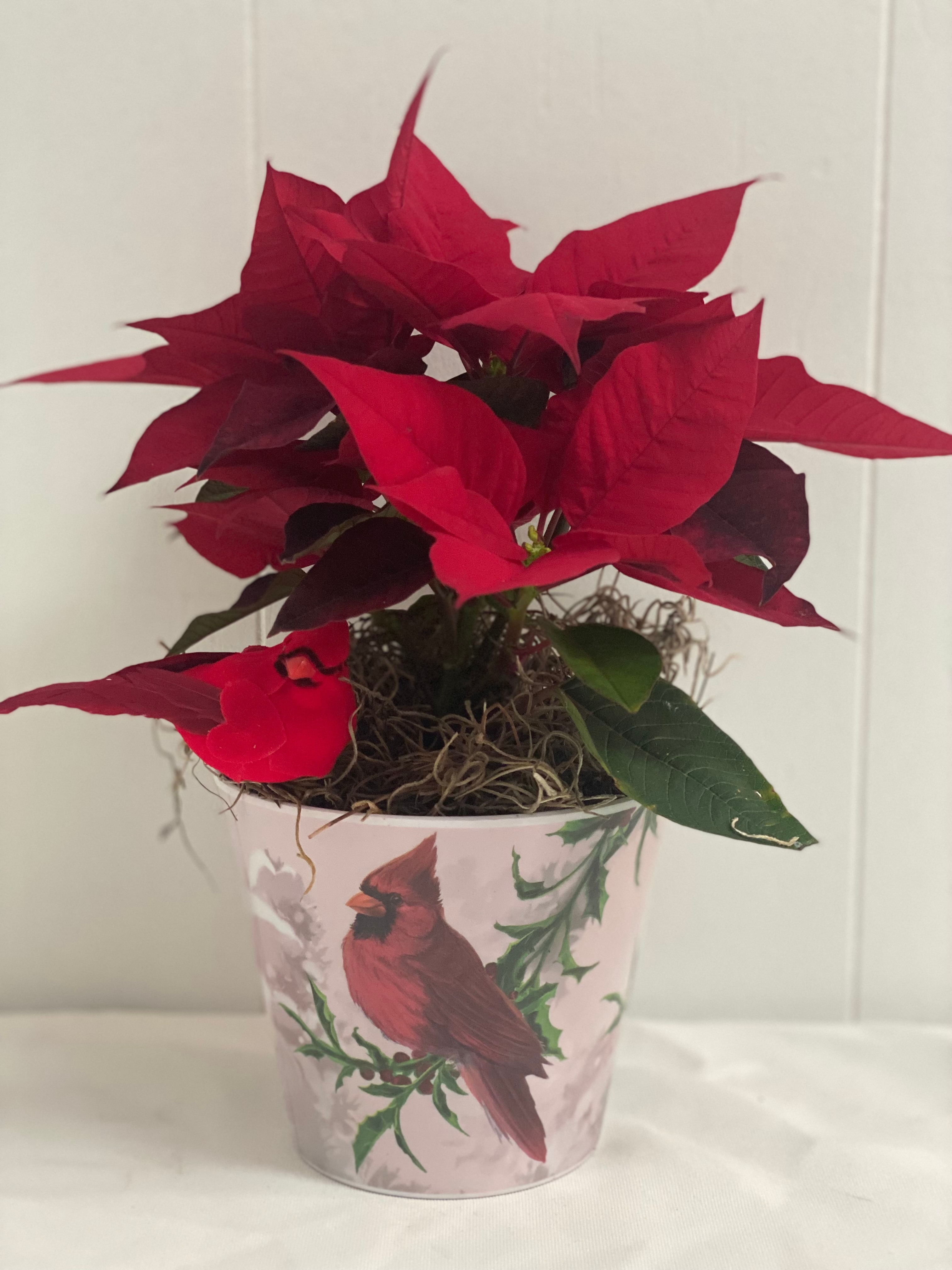 Cardinal Poinsettia